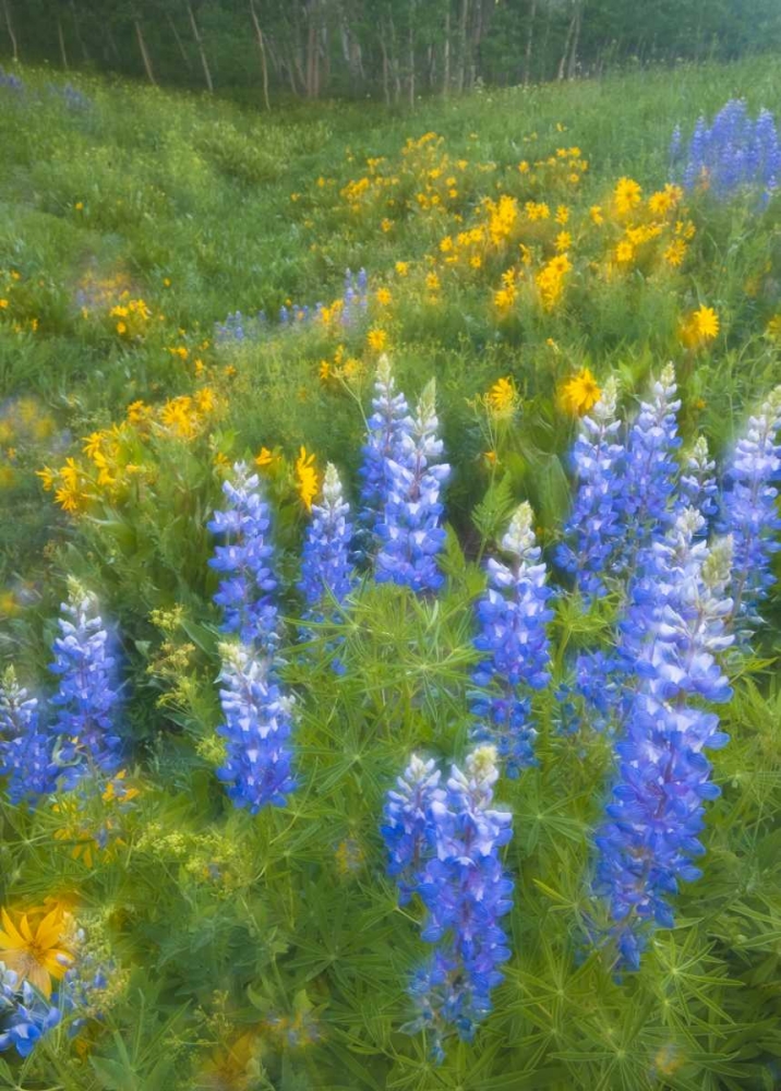 CO, Crested Butte Lupines and sunflowers, spring art print by Nancy Rotenberg for $57.95 CAD